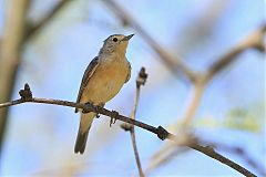 Lucy's Warbler